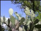  Cactus P.E.;Cactus EXTRACT10:1 12:1 20:1 